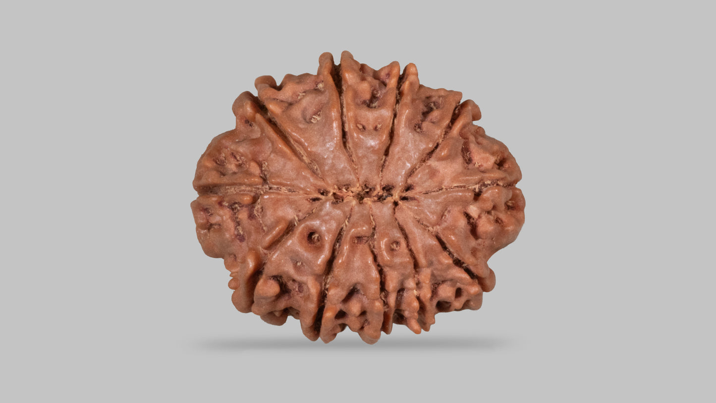 11 MUKHI RUDRAKSHA (28.10 mm)