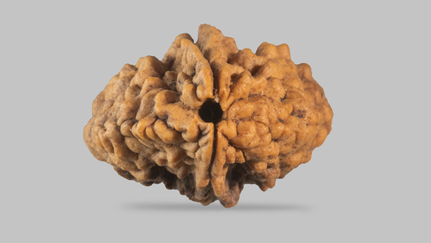 2 MUKHI RUDRAKSHA (29.65 mm)