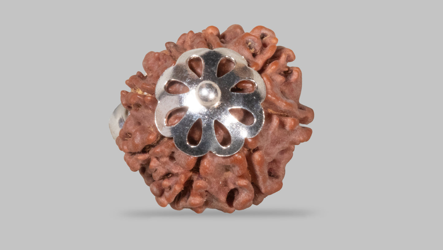 8 MUKHI RUDRAKSHA (19.51 mm)