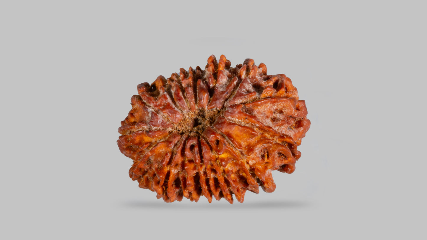 15 MUKHI RUDRAKSHA (24.91 mm)