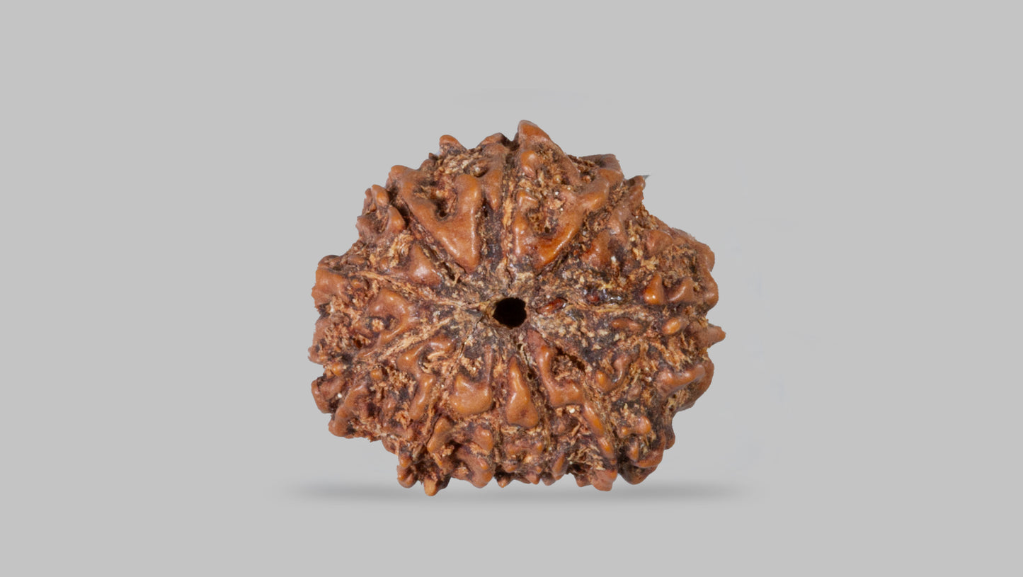 10 MUKHI RUDRAKSHA (22.12 mm)