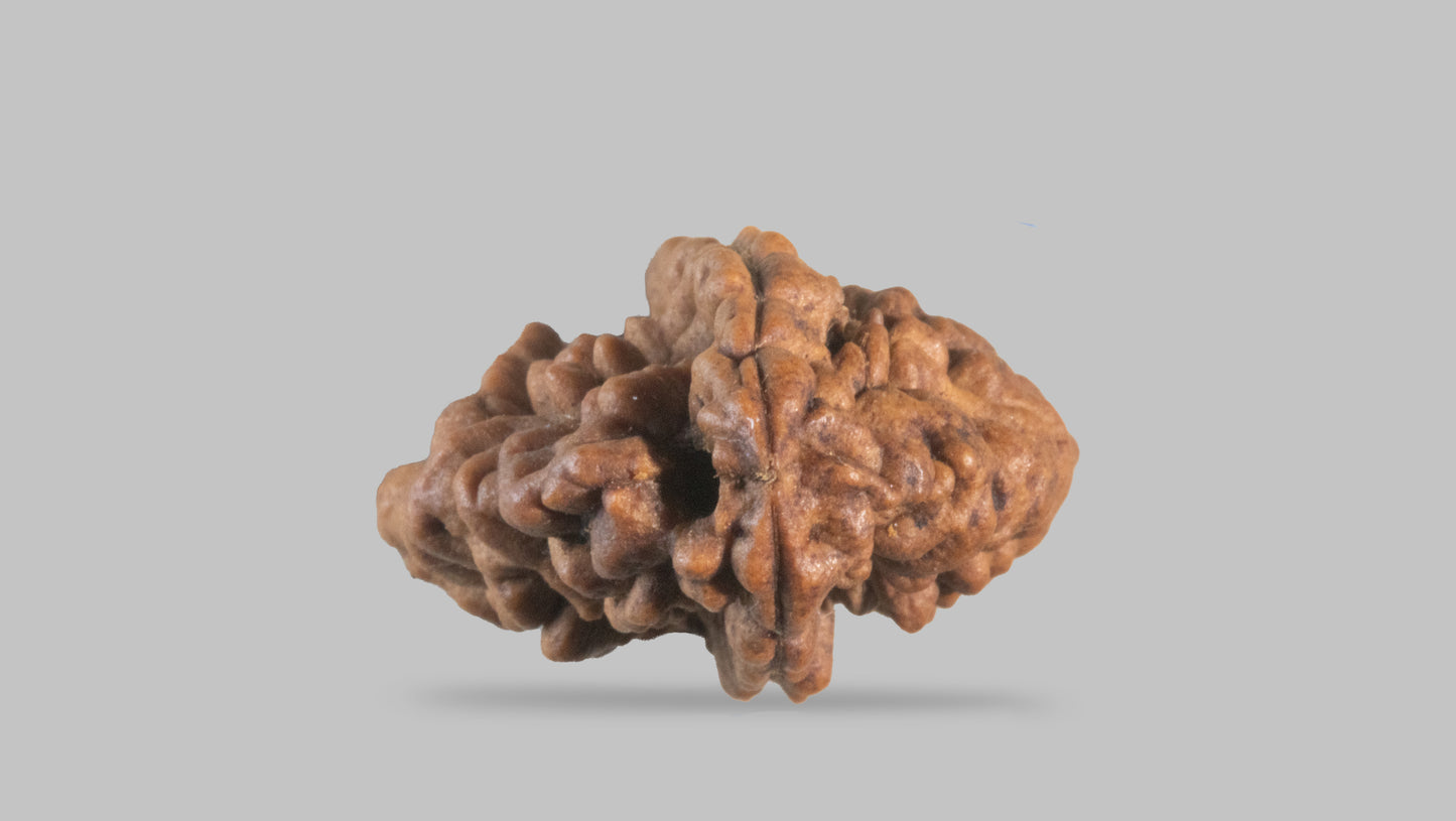 2 MUKHI RUDRAKSHA (31.35 mm)