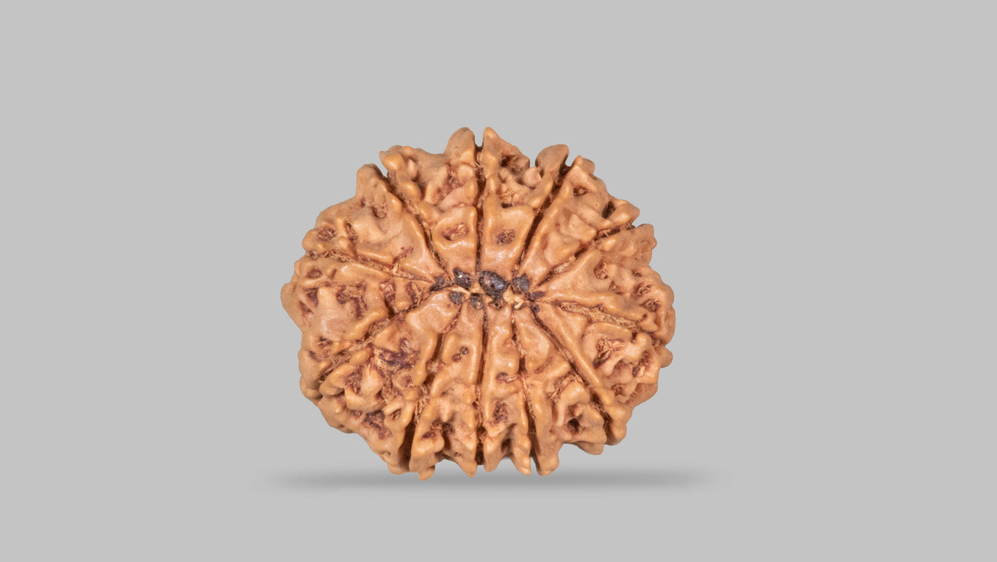 11 MUKHI RUDRAKSHA (27.41 mm)