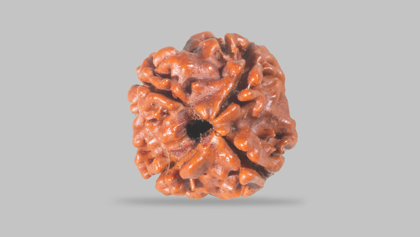 4 MUKHI RUDRAKSHA (17.15 mm)