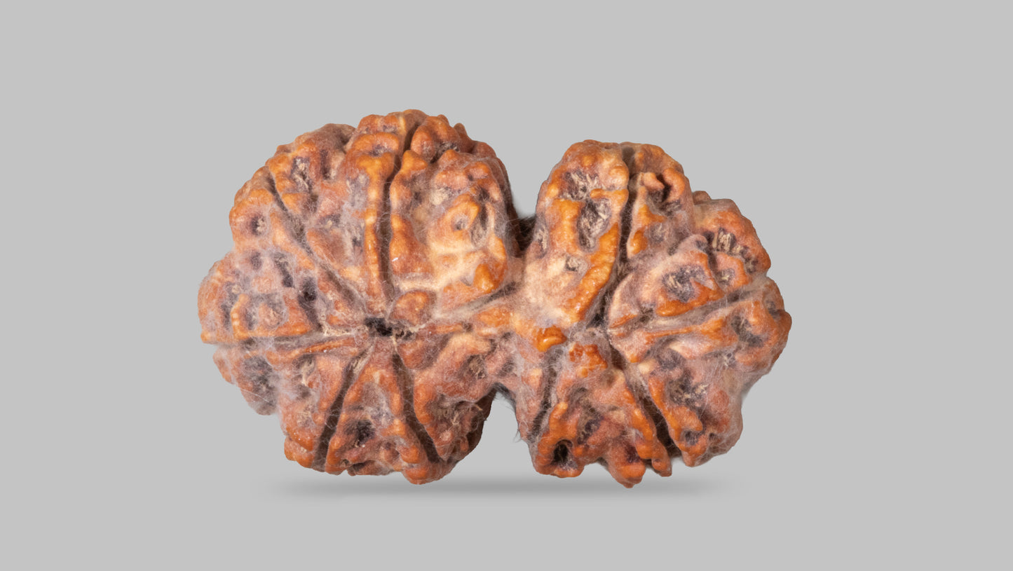 9 MUKHI RUDRAKSHA (32.80 mm)