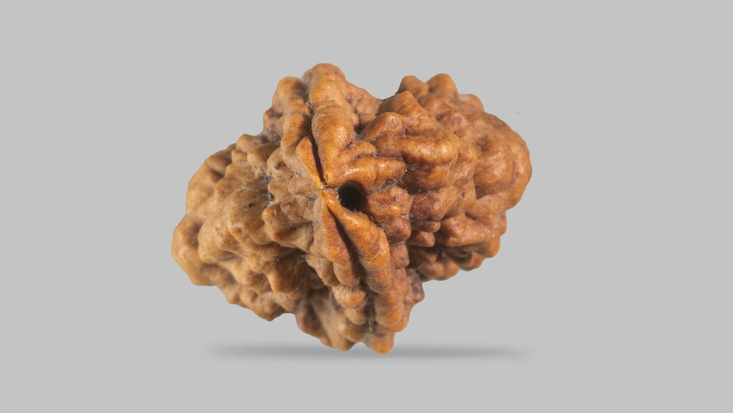 2 MUKHI RUDRAKSHA (29.83 mm)