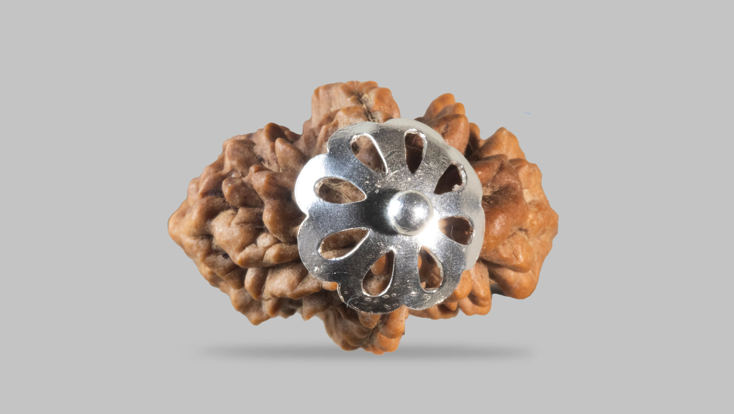 2 MUKHI RUDRAKSHA (31.02 mm)