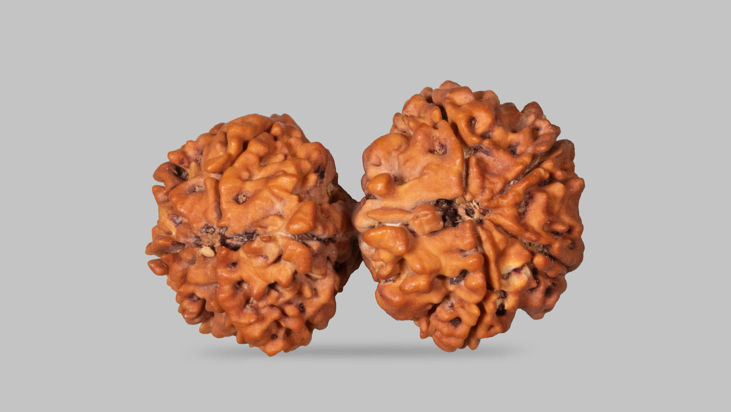9 MUKHI RUDRAKSHA (34.40 mm)