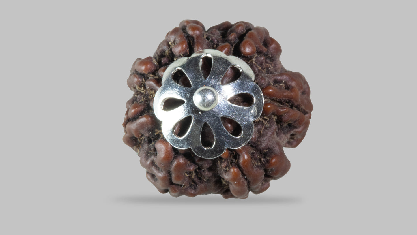 7 MUKHI RUDRAKSHA (19.42 mm)