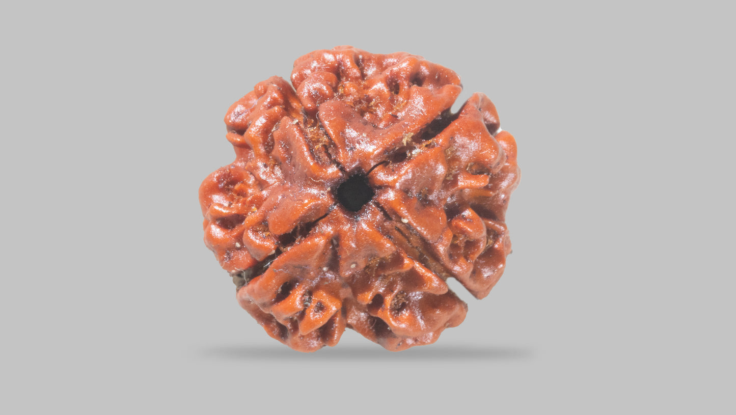 4 MUKHI RUDRAKSHA (17.25 mm)