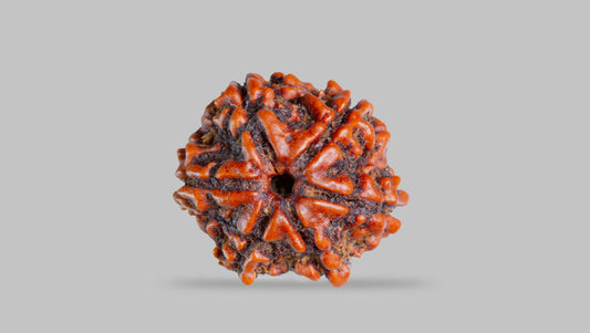 6 MUKHI RUDRAKSHA (21.58 mm )