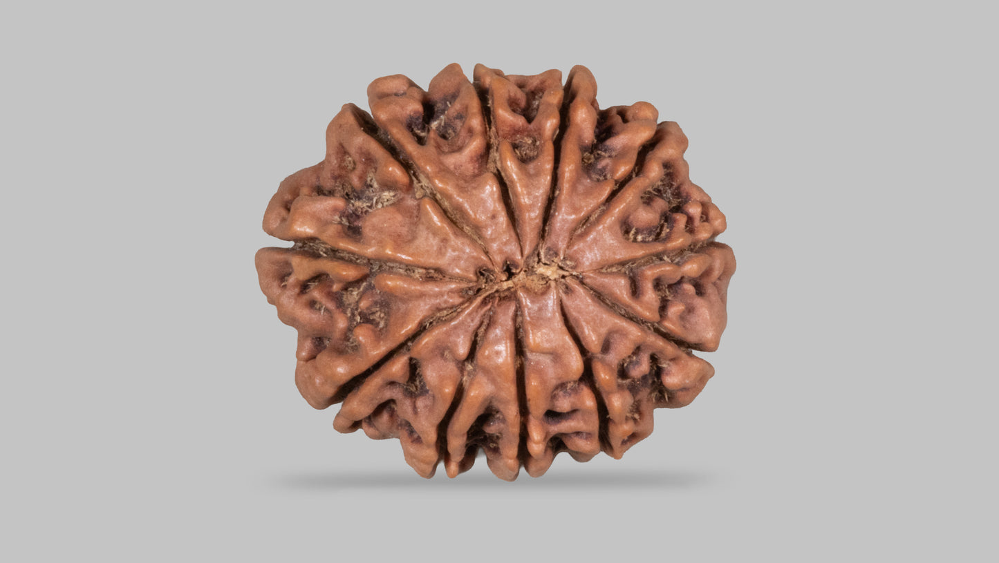 11 MUKHI RUDRAKSHA (28.30 mm)