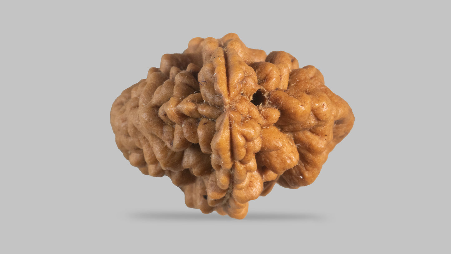 2 MUKHI RUDRAKSHA (29.45 mm)