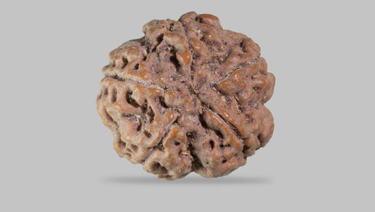 5 MUKHI RUDRAKSHA (22.65 mm)