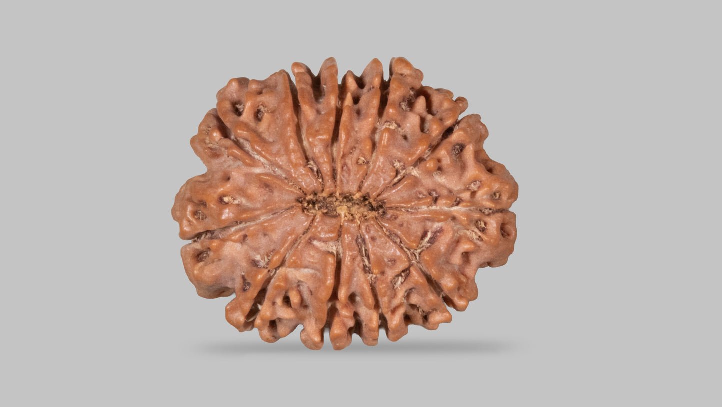 11 MUKHI RUDRAKSHA (27.15 mm)