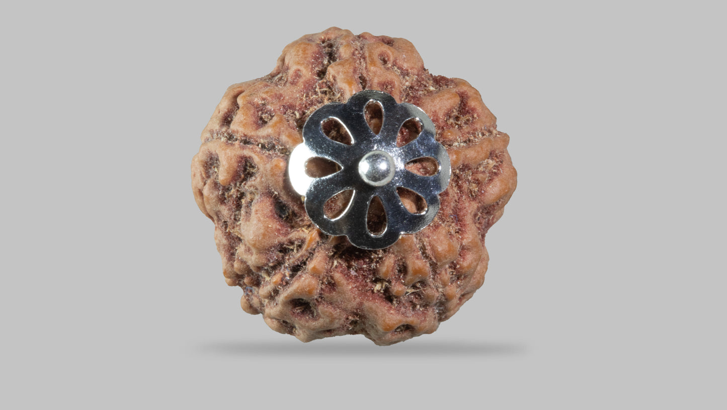5 MUKHI RUDRAKSHA (22.65 mm)