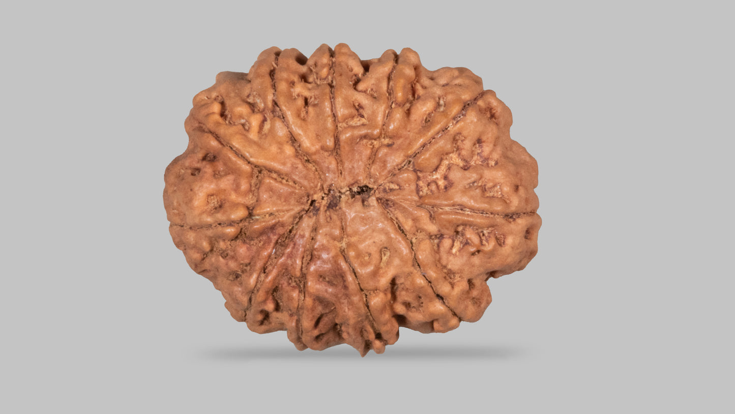 11 MUKHI RUDRAKSHA (28.07 mm)