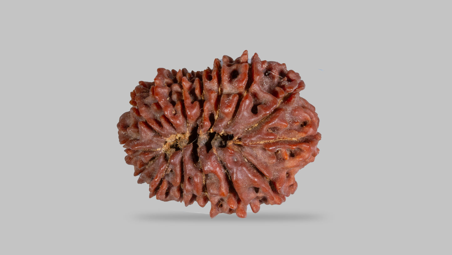 15 MUKHI RUDRAKSHA (25.37 mm)