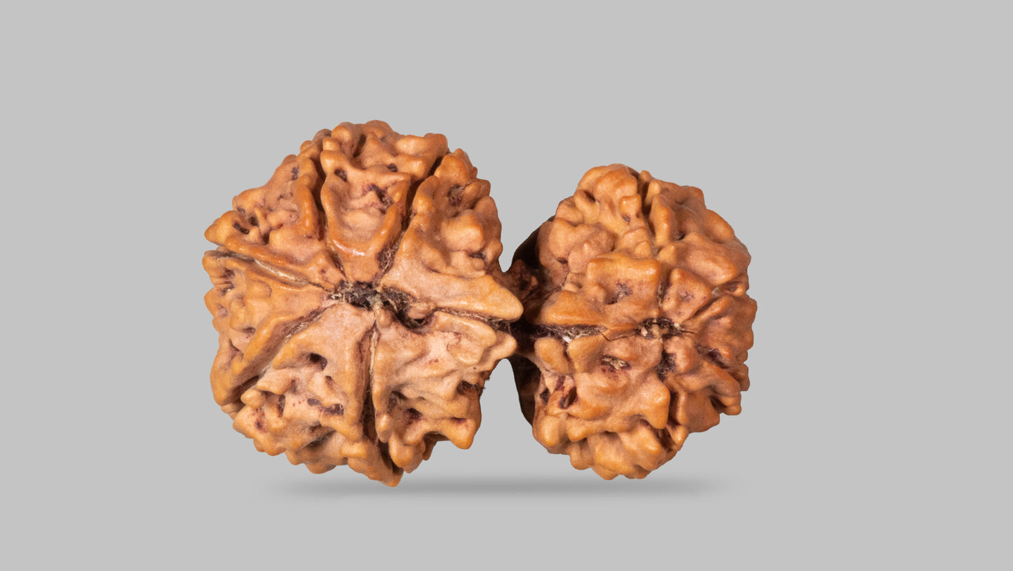 9 MUKHI RUDRAKSHA (35.49 mm)