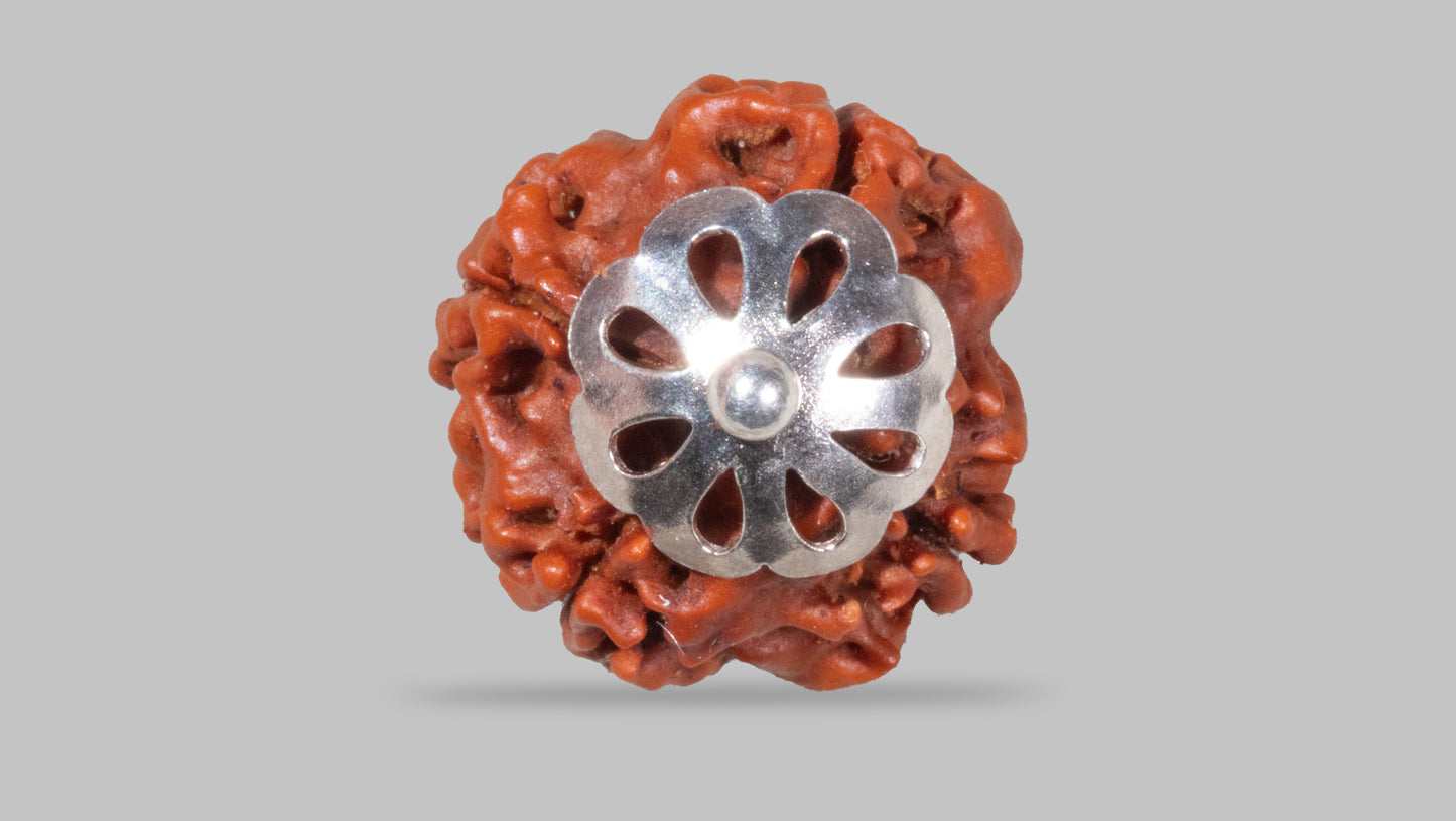 4 MUKHI RUDRAKSHA (17.52 mm)