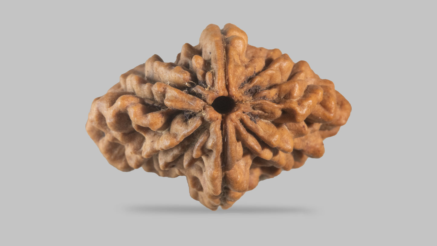 2 MUKHI RUDRAKSHA (30.70 mm)