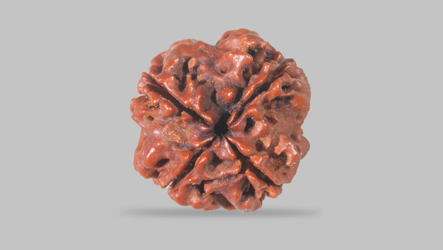 4 MUKHI RUDRAKSHA (18.85 mm)