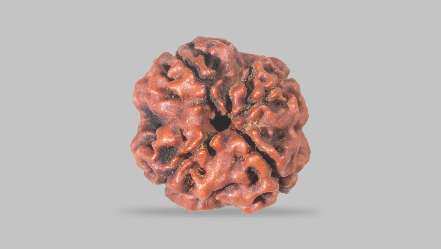 4 MUKHI RUDRAKSHA (20.15 mm)