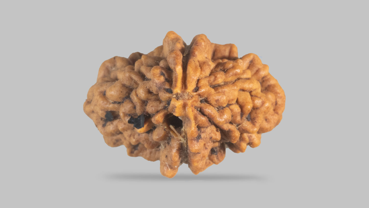 2 MUKHI RUDRAKSHA (26.31 mm)