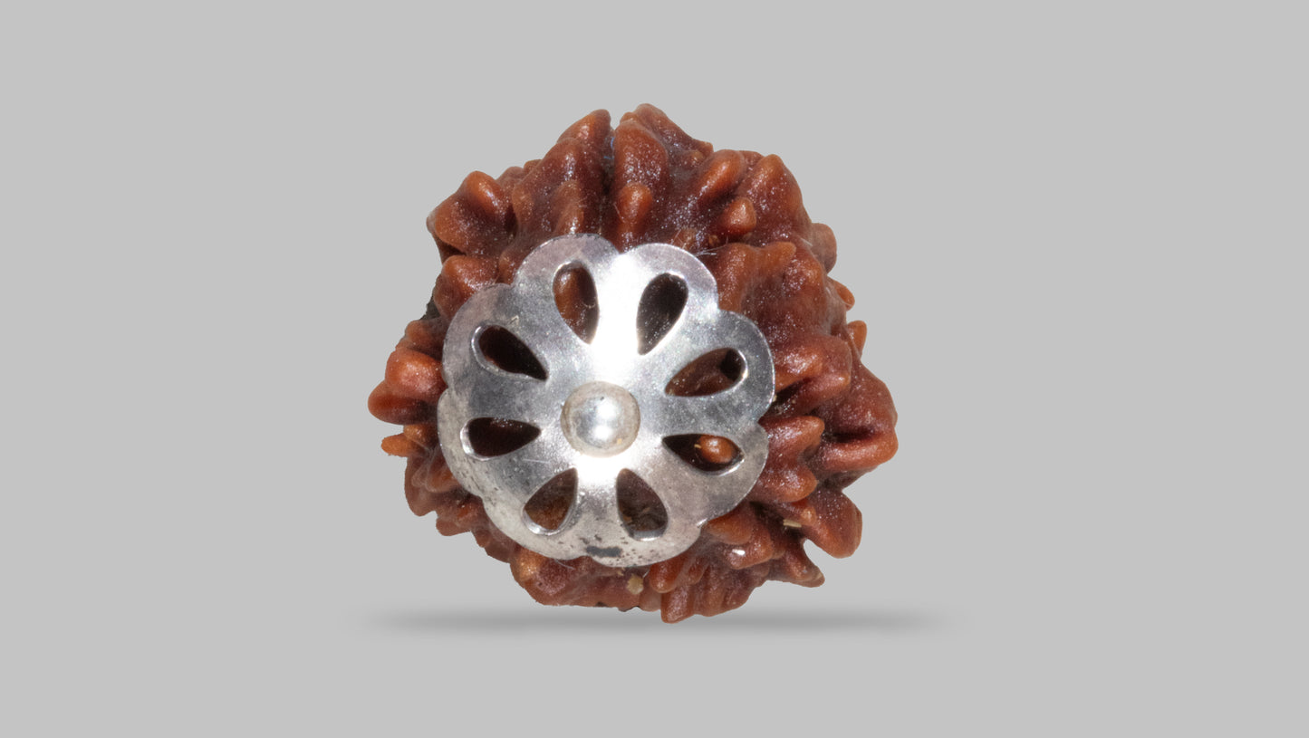 3 MUKHI RUDRAKSHA (21.57 mm)