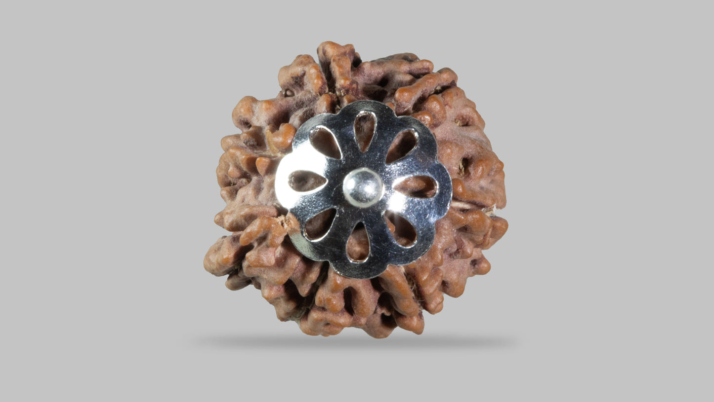 7 MUKHI RUDRAKSHA (20.25 mm)
