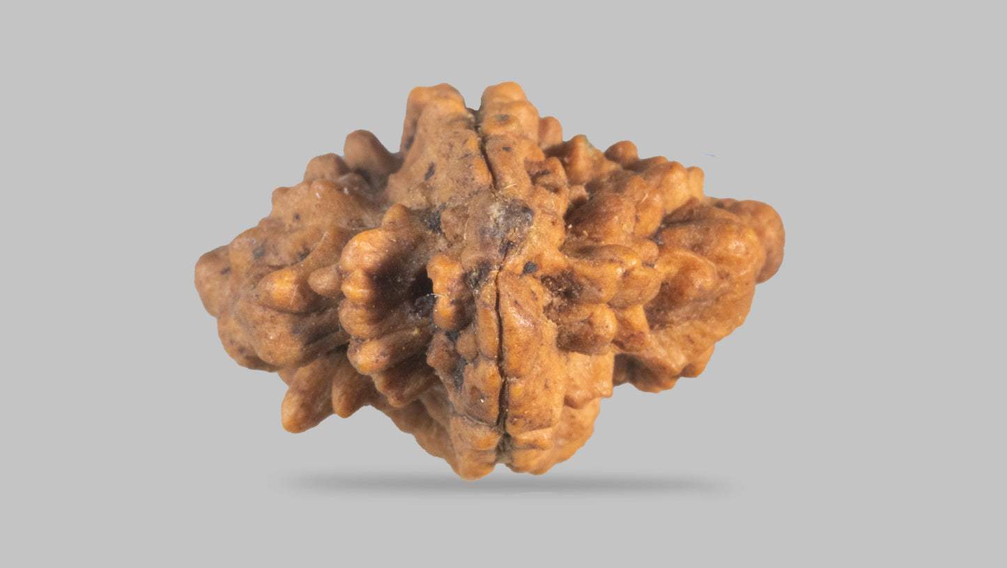2 MUKHI RUDRAKSHA (25.55 mm)