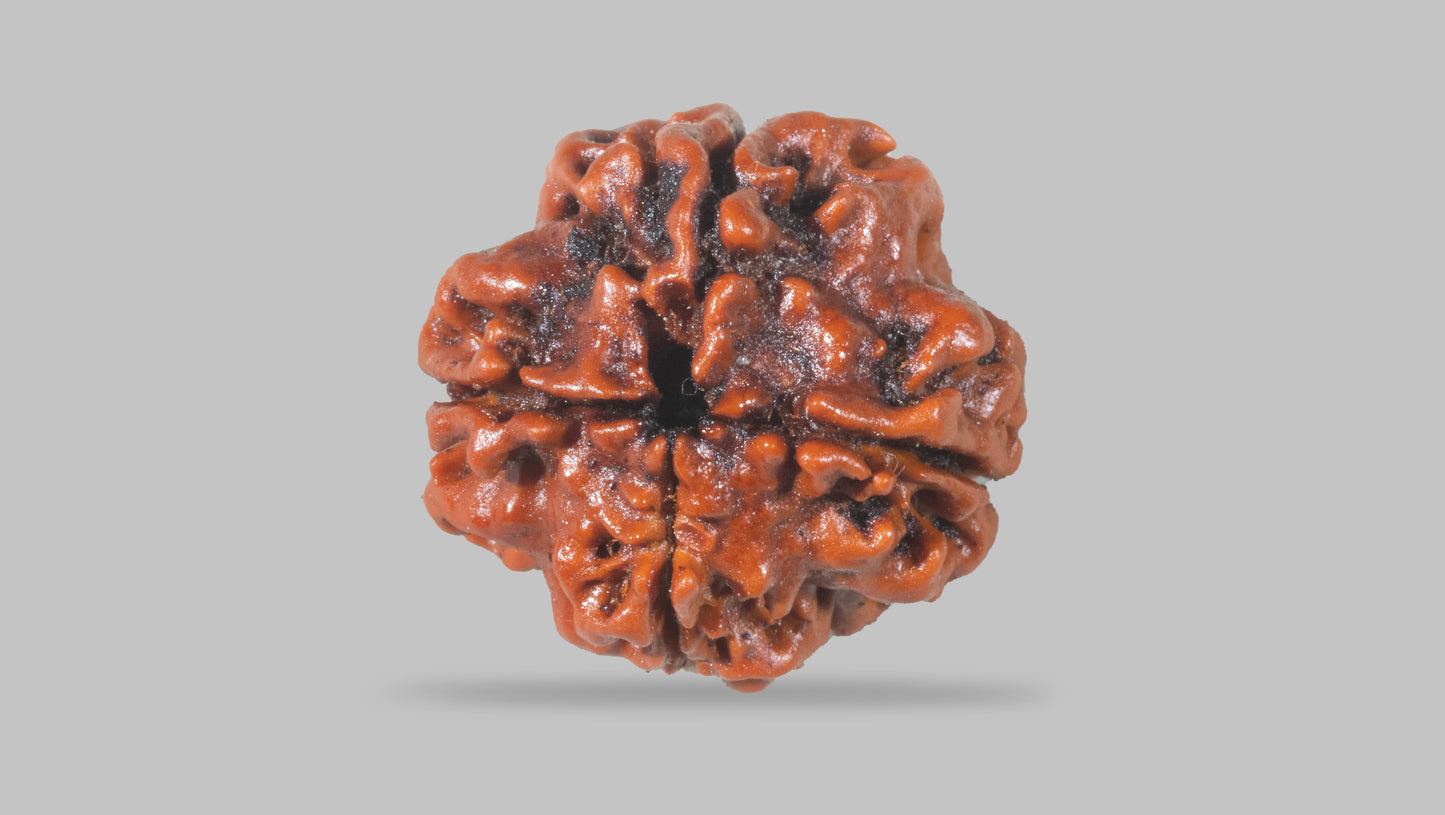 4 MUKHI RUDRAKSHA (19.30 mm)