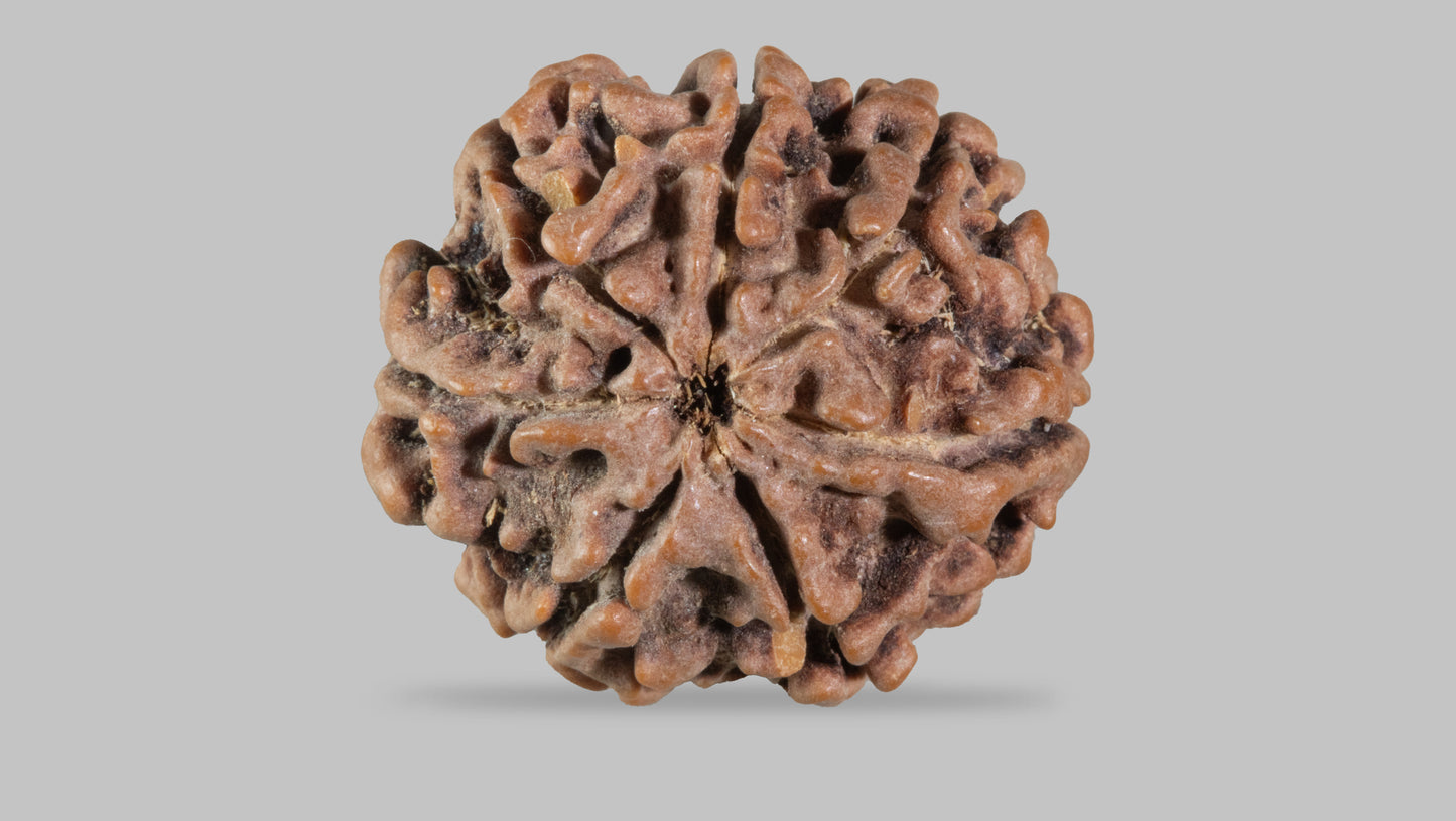 7 MUKHI RUDRAKSHA (21.88 mm)