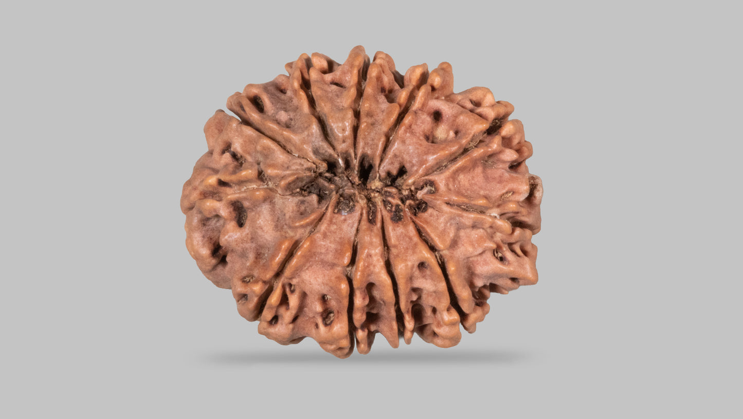 11 MUKHI RUDRAKSHA (30.96 mm)
