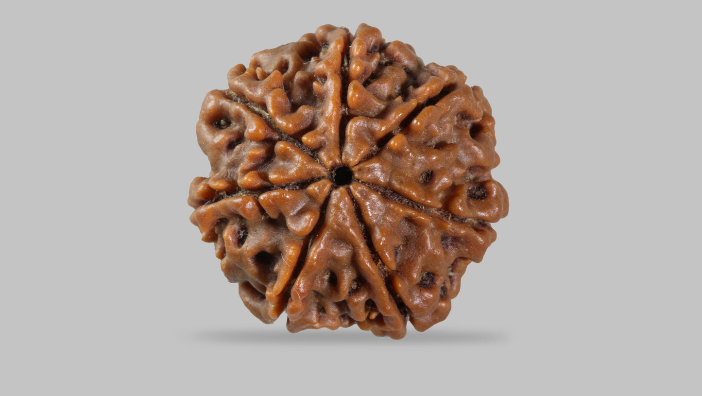 7 MUKHI RUDRAKSHA (19.80 mm)