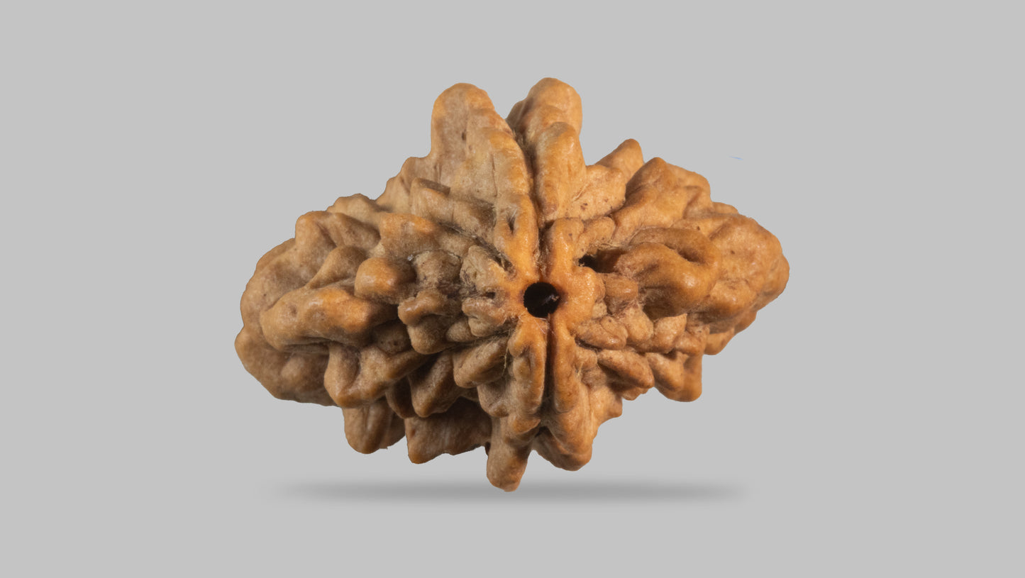 2 MUKHI RUDRAKSHA (34.55 mm)
