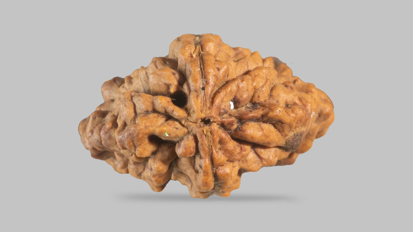 2 MUKHI RUDRAKSHA (35.11 mm)