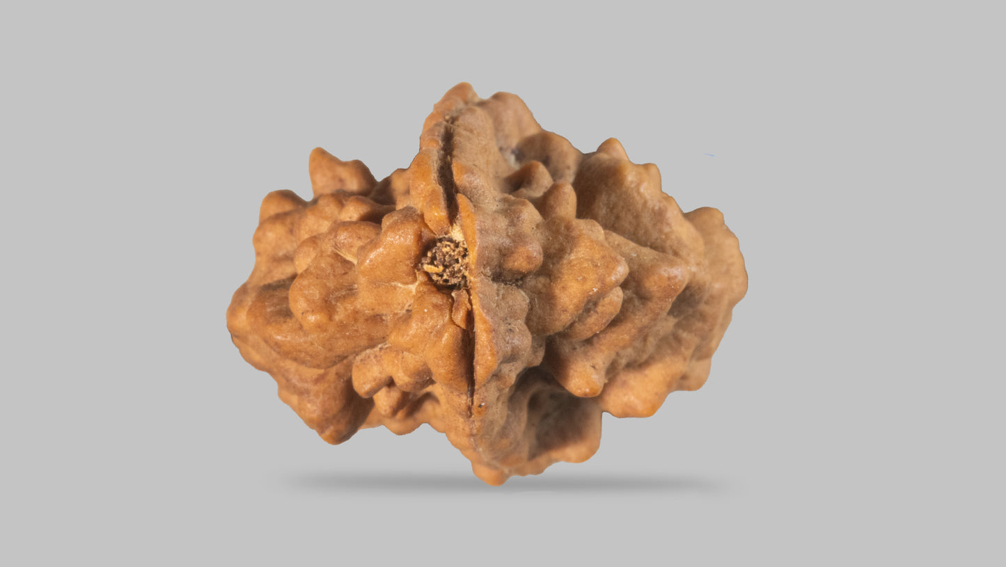 2 MUKHI RUDRAKSHA (26.98 mm)