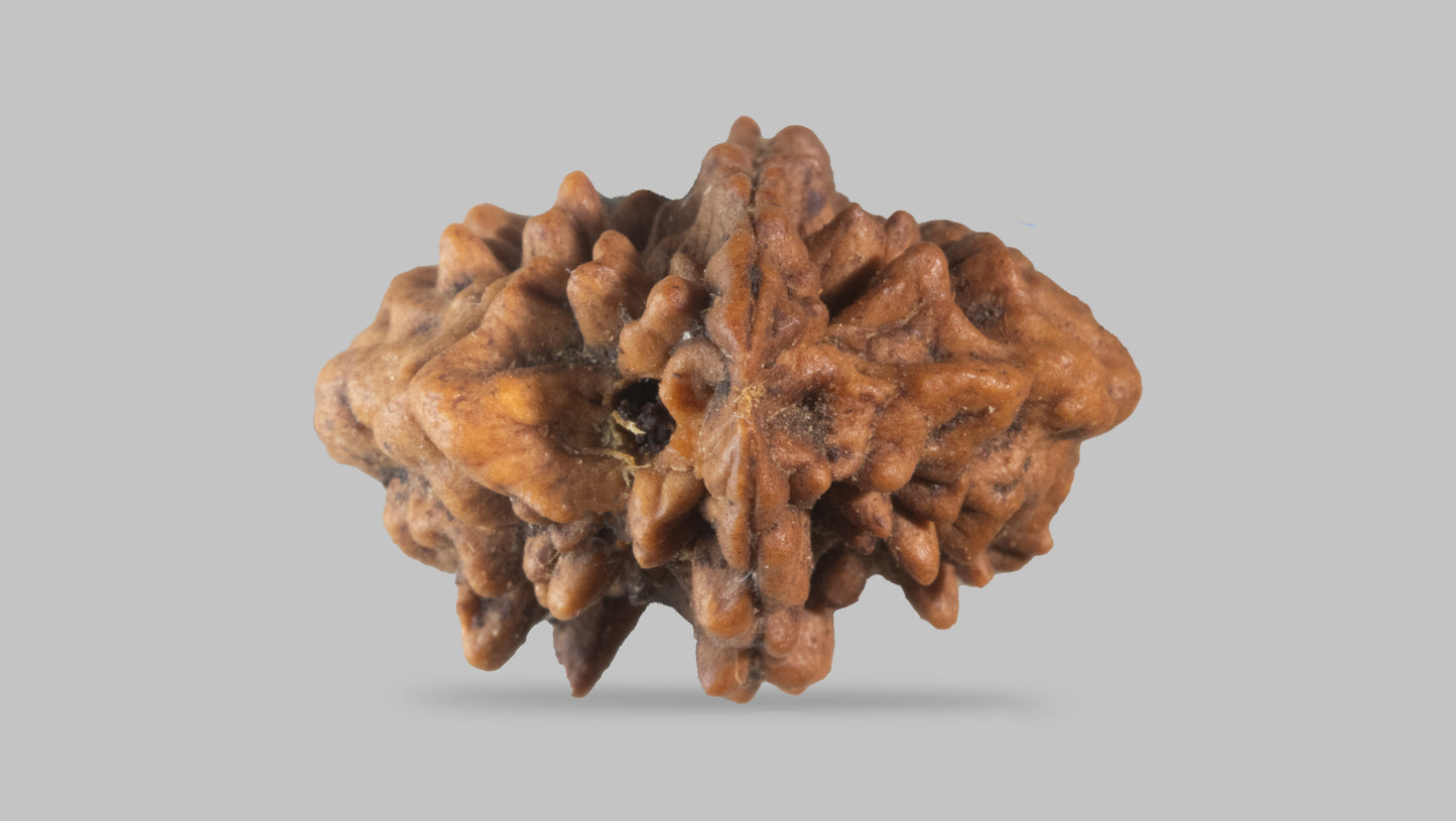 2 MUKHI RUDRAKSHA (28.77 mm)