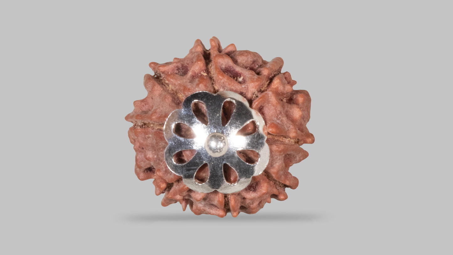 8 MUKHI RUDRAKSHA (19.51 mm)