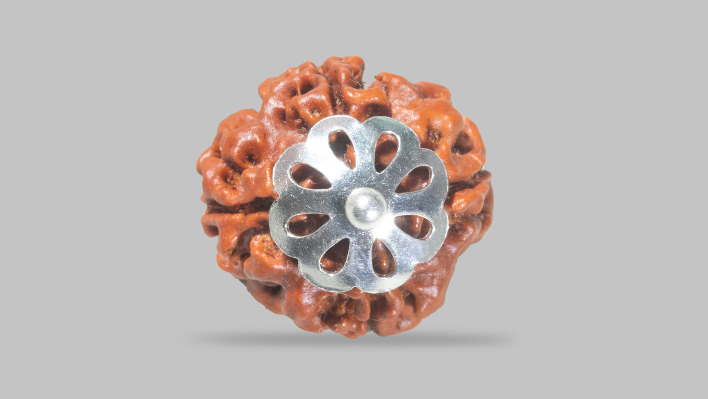 4 MUKHI RUDRAKSHA (17.30 mm)