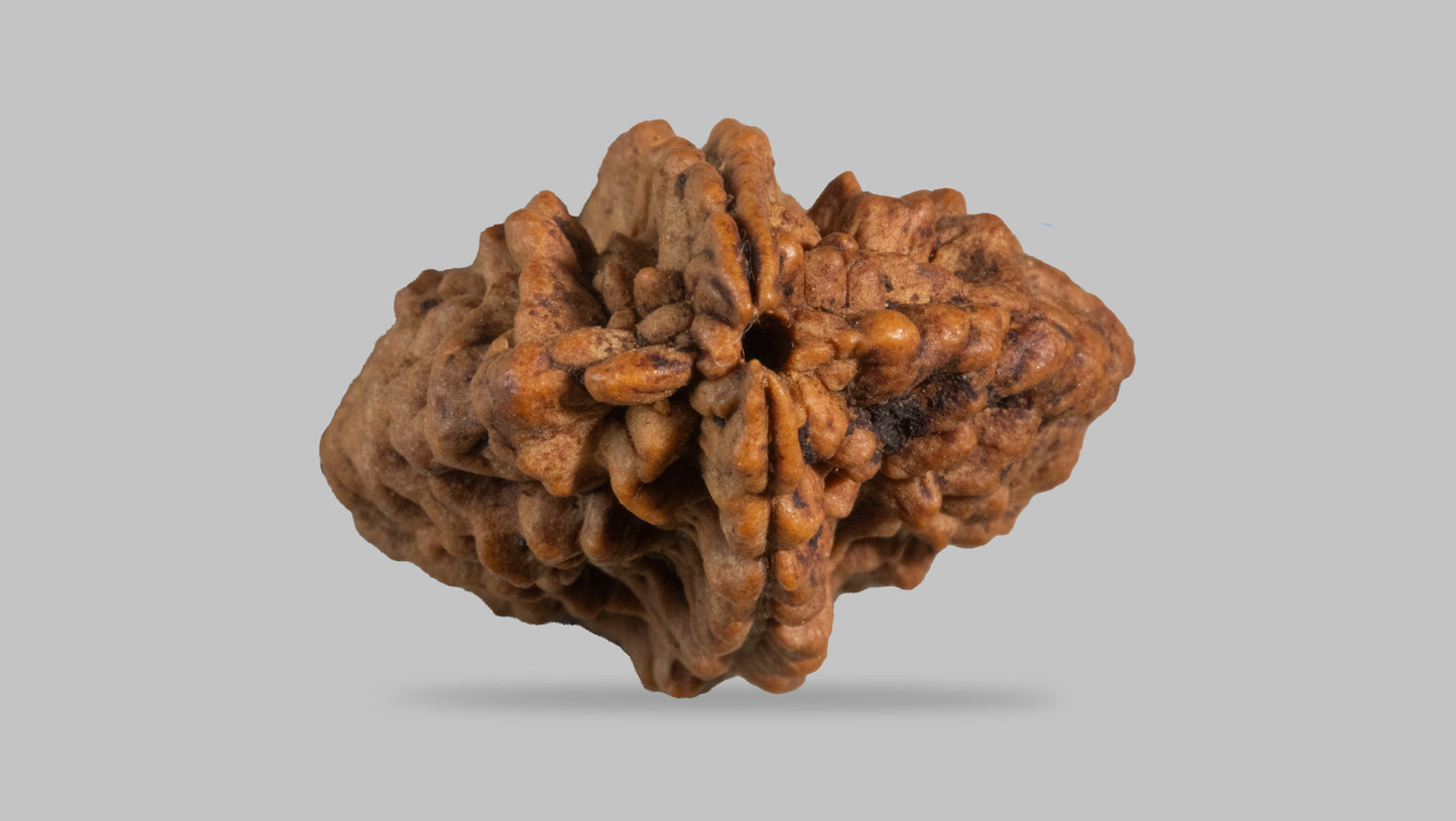 2 MUKHI RUDRAKSHA (29.35 mm)