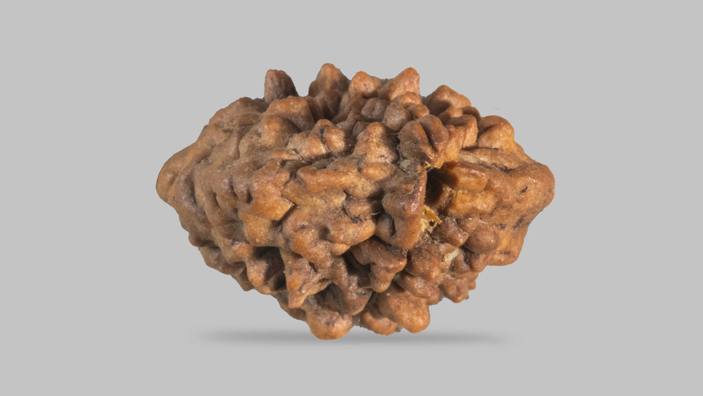 2 MUKHI RUDRAKSHA (29.90 mm)