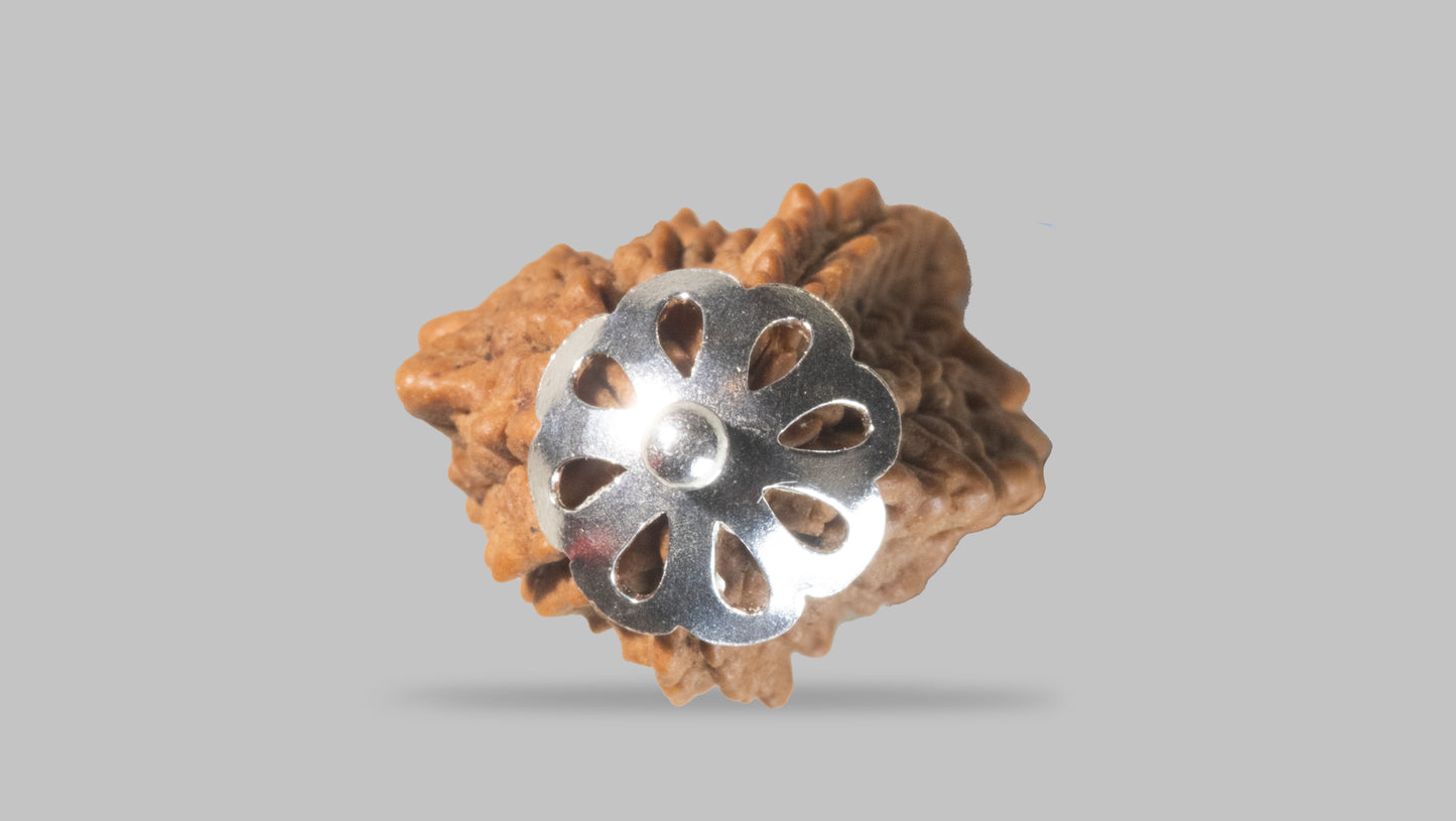 2 MUKHI RUDRAKSHA (21.55 mm)