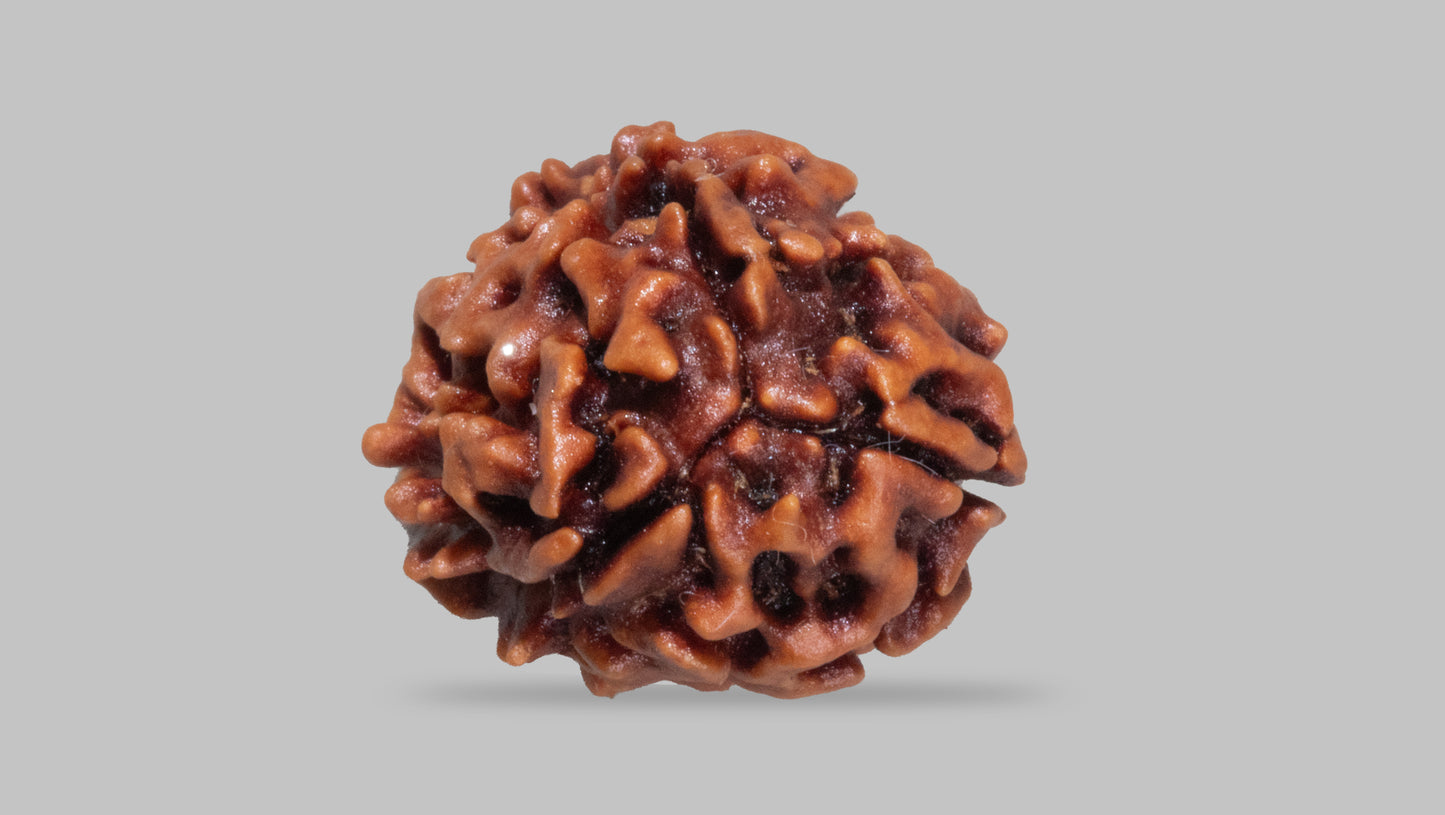 3 MUKHI RUDRAKSHA (21.35 mm)