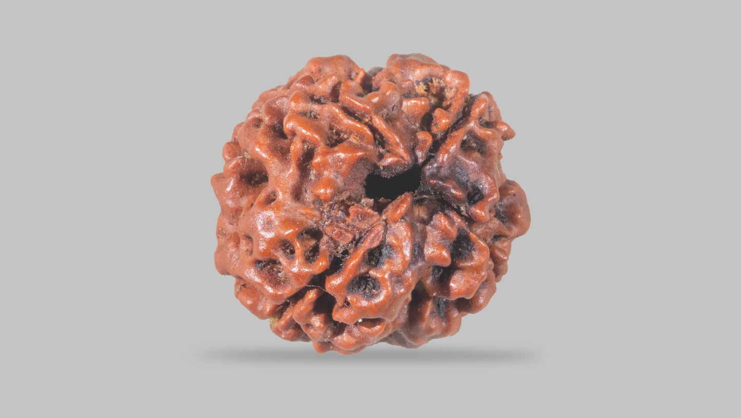 4 MUKHI RUDRAKSHA (18.25 mm)