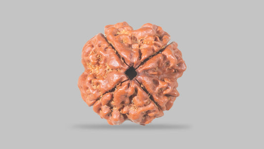 4 MUKHI RUDRAKSHA (20.30 mm)