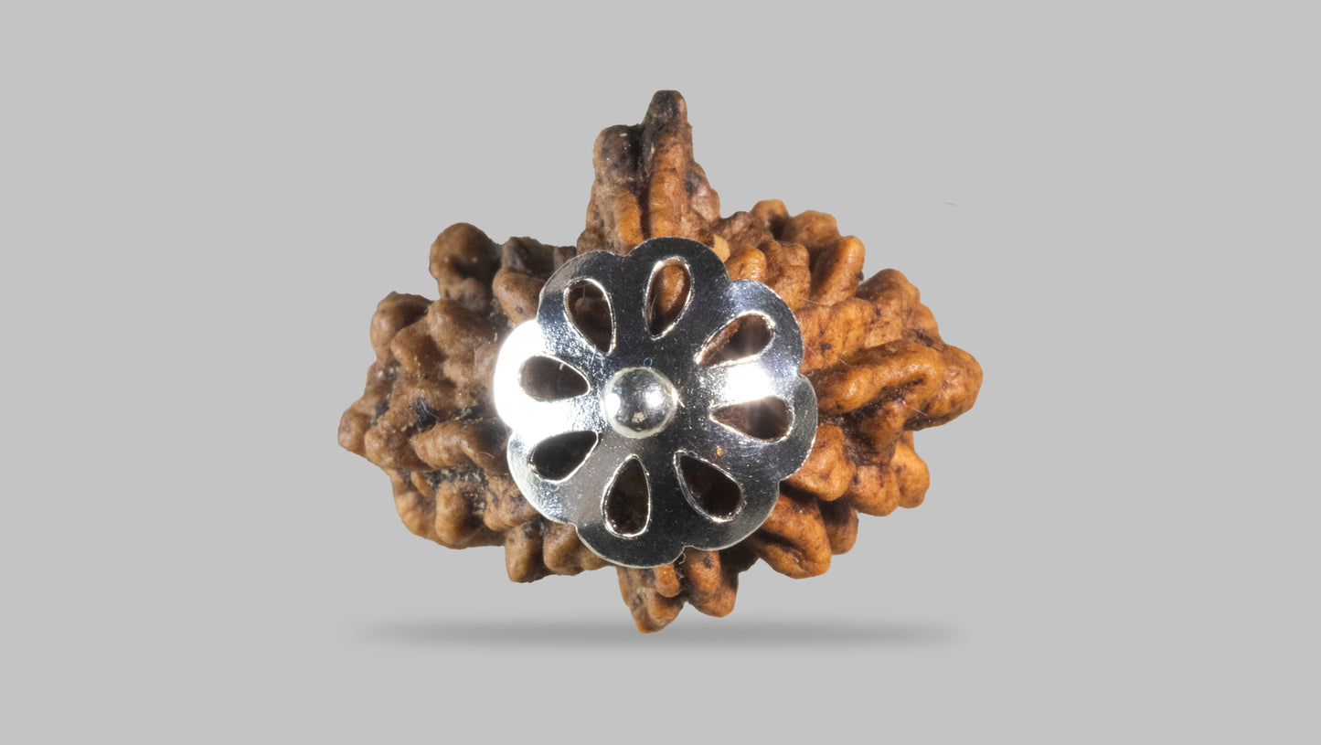 2 MUKHI RUDRAKSHA (29.27 mm)