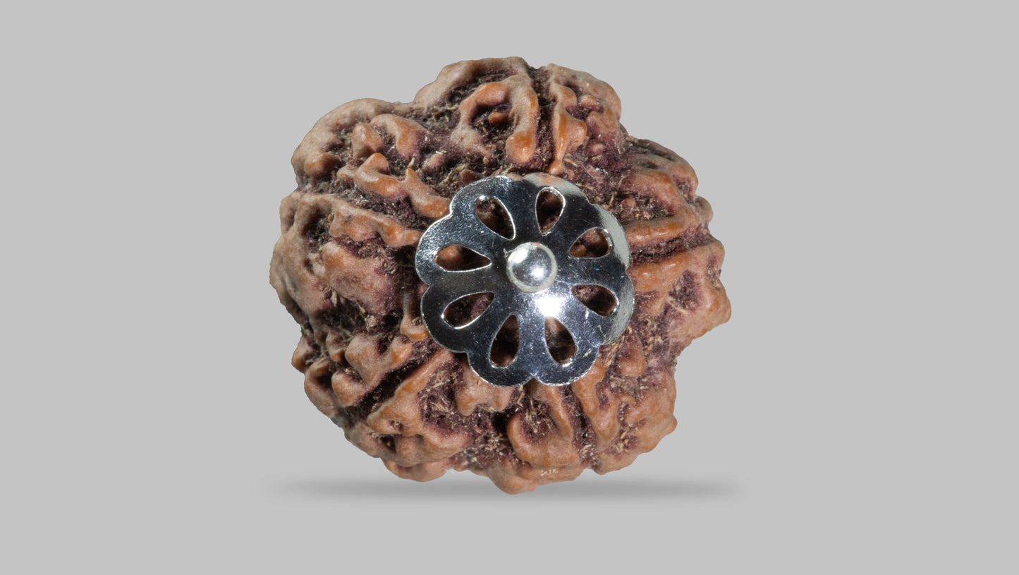 5 MUKHI RUDRAKSHA (23.58 mm)
