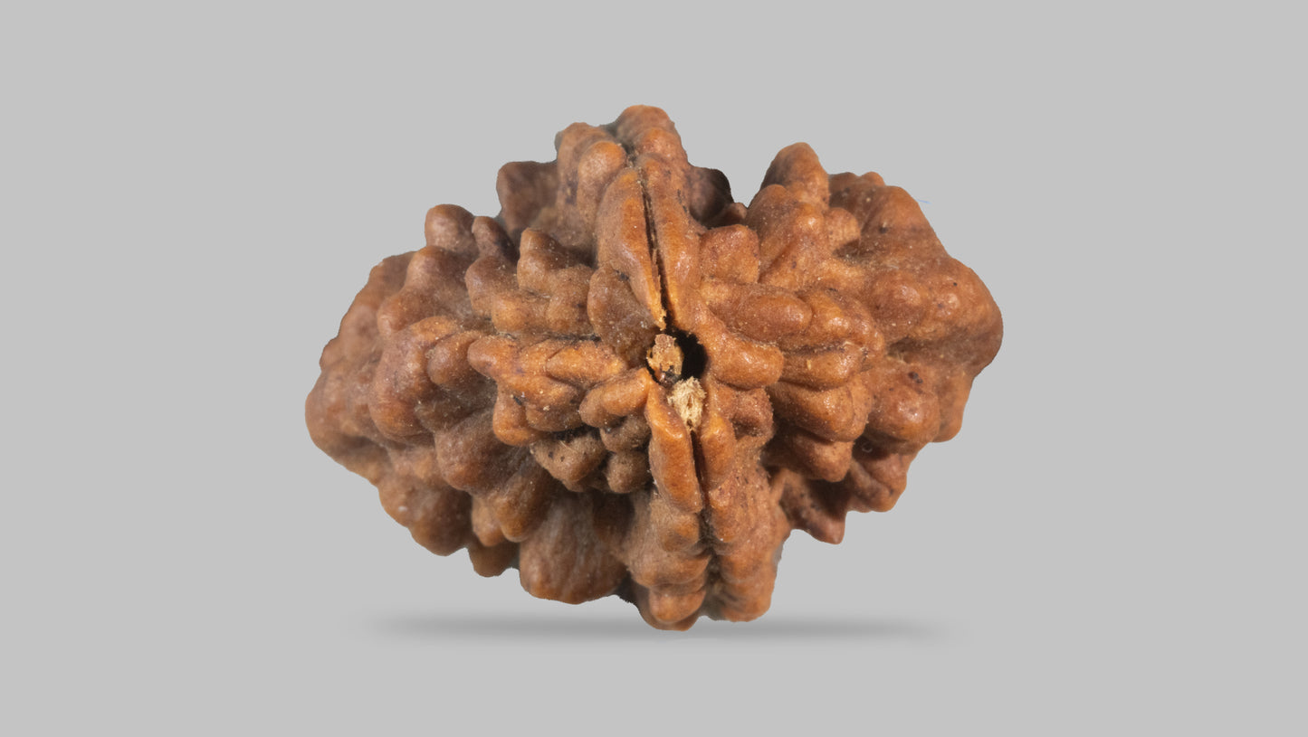 2 MUKHI RUDRAKSHA (29.46 mm)